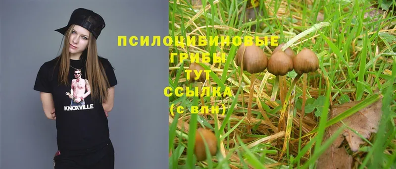 Псилоцибиновые грибы Psilocybe  Скопин 